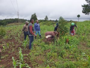Youth and women working together in an agricultural field through the LIMA BILA KUMILIKI SHAMBA initiative