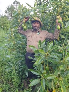 Williard Florance Kikoti, Founder and CEO of Willis Avocado Farms, in avocado orchard