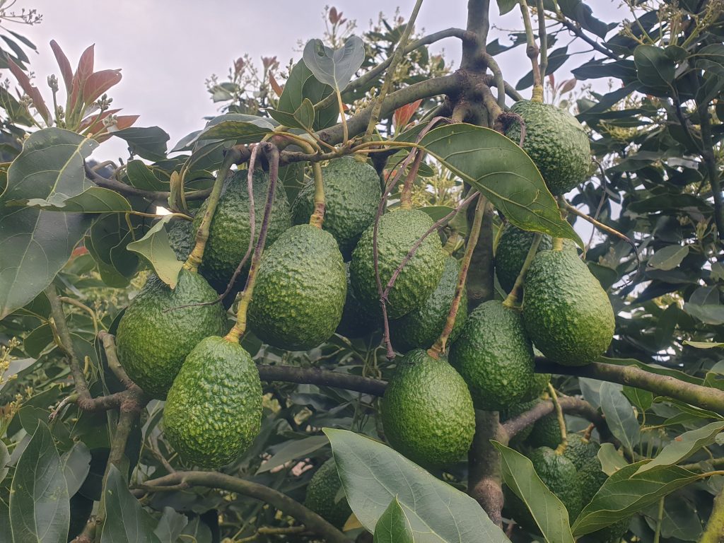 Cluster of healthy Hass avocados growing on a tree at Willis Avocado Farms in Kilolo District, Iringa, Tanzania.